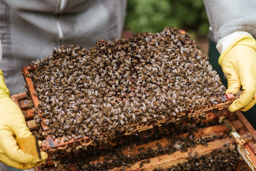 Bienen auf Rähmchen